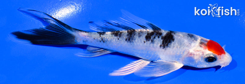 4.5" TANCHO YAMATO NISHIKI BUTTERFLY