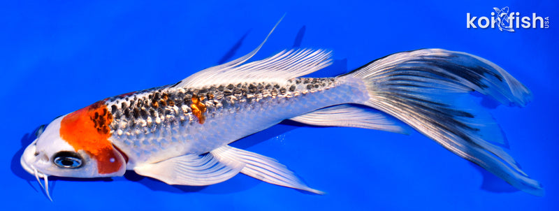 6.5" GINRIN KUJAKU BUTTERFLY