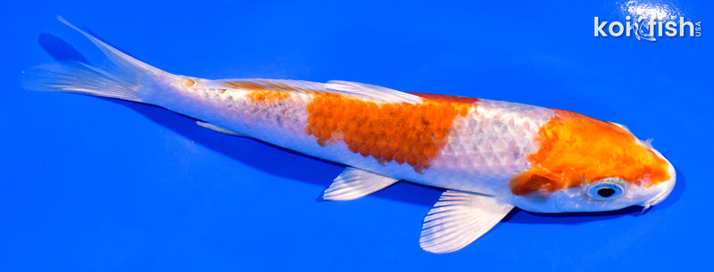 6" YAMATO NISHIKI
