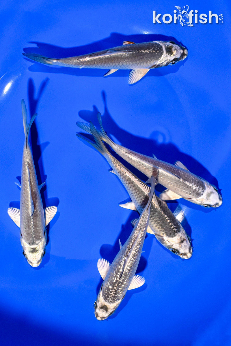 PACK OF (5) 4-5" STANDARD KOI