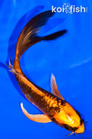 5" ARAGOKE BENI KIKOKURYU BUTTERFLY