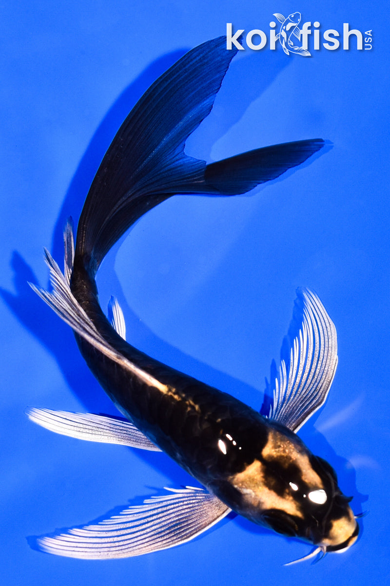 5.25" KABUTO BUTTERFLY