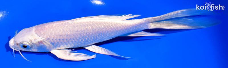 7.75" PLATINUM OGON BUTTERFLY