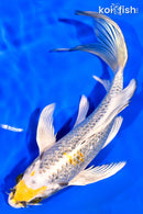 7.75" GINRIN KUJAKU BUTTERFLY