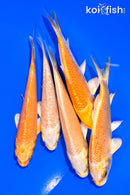 PACK OF (5) 3-4" STANDARD KOI