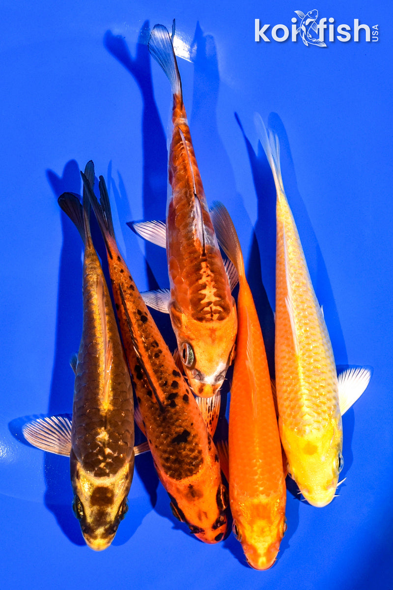 PACK OF (5) 4-5" STANDARD KOI