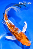 5.5" GINRIN KUJAKU BUTTERFLY