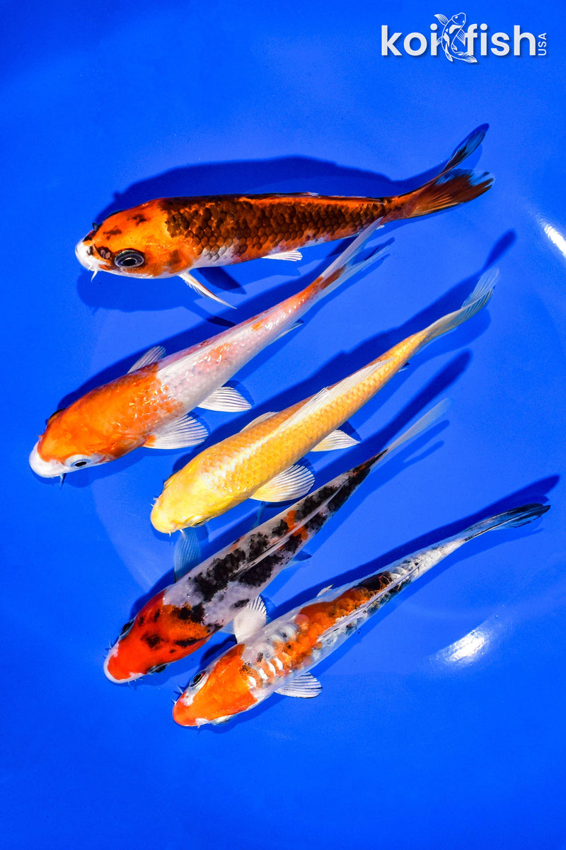 PACK OF (5) 5-6" STANDARD KOI