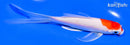 5.5" KOHAKU BUTTERFLY