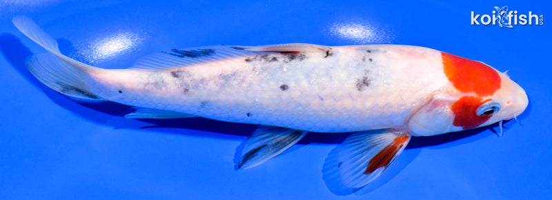 7.5" SANKE