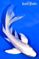 5.25" GINRIN ARAGOKE PLATINUM OGON BUTTERFLY