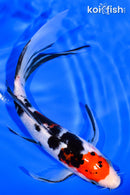 7.25" SANKE BUTTERFLY