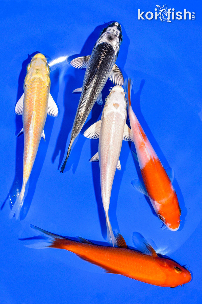 PACK OF (5) 4-5" STANDARD KOI