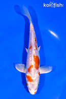 5.75" GINRIN ARAGOKE KIKUSUI