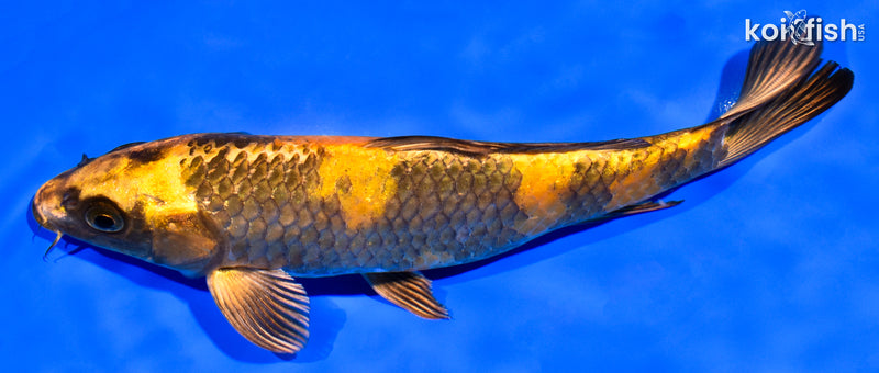 7.5" KIN HI UTSURI