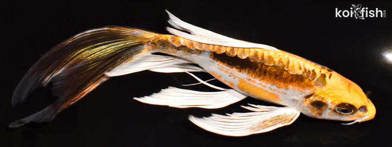 8.5" KIN KIKOKURYU BUTTERFLY