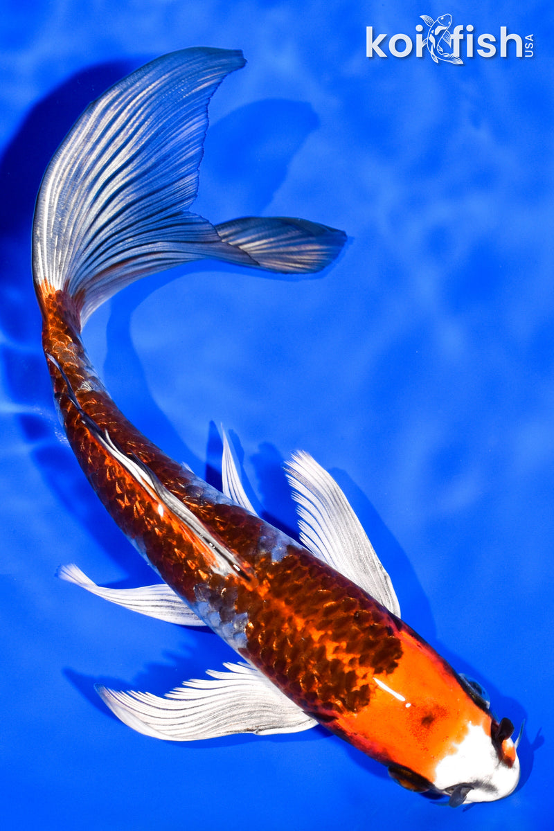 8" GINRIN KUJAKU BUTTERFLY