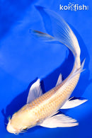 7" YAMABUKI OGON BUTTERFLY