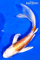 6.5" KIKUSUI BUTTERFLY