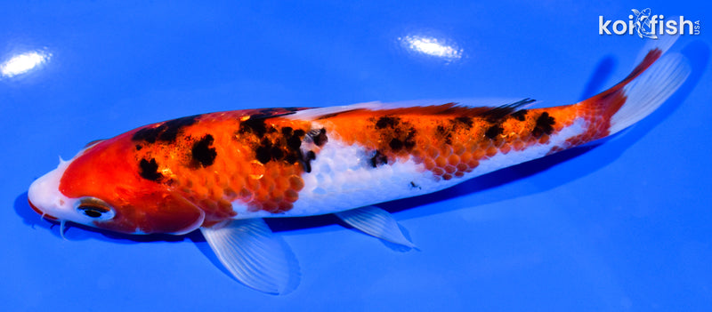 6.25" GINRIN KUCHIBENI SANKE