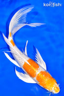 7.5" HARIWAKE BUTTERFLY