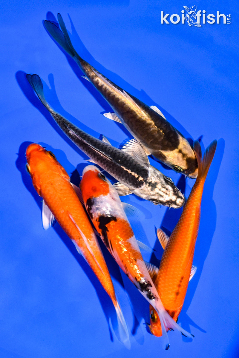 PACK OF (5) 4-5" STANDARD KOI