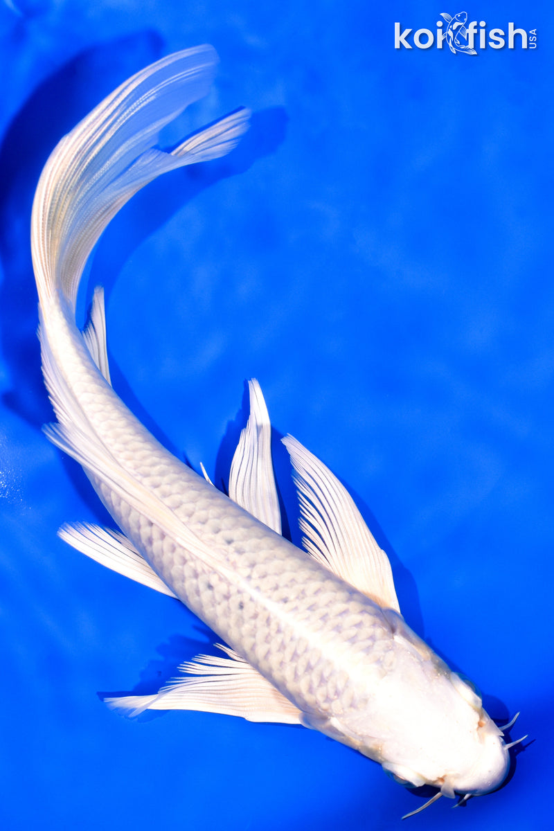 8.25" PLATINUM OGON BUTTERFLY