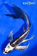 8.25" ARAGOKE KIKOKURYU BUTTERFLY