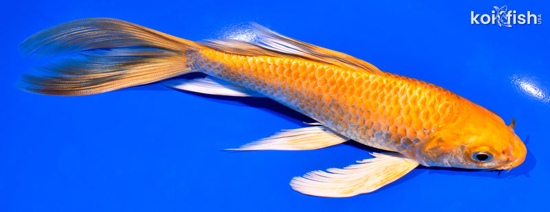 7.5" ORENJI OGON BUTTERFLY