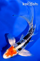 5.5" TANCHO HEISEI NISHIKI BUTTERFLY