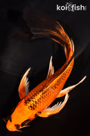 7.5" ORENJI MATSUBA BUTTERFLY