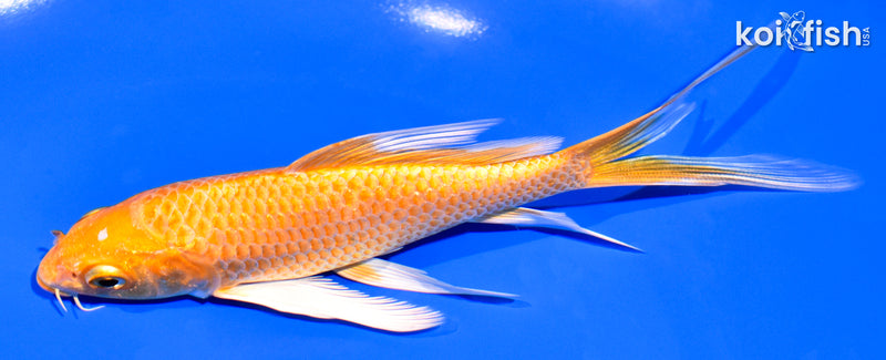 5.75" ORENJI OGON BUTTERFLY