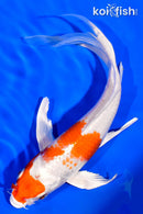 7.25" HARIWAKE BUTTERFLY