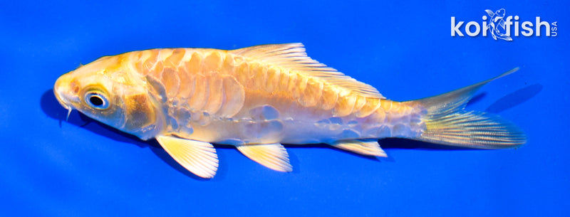 4.5" ARAGOKE YAMABUKI OGON