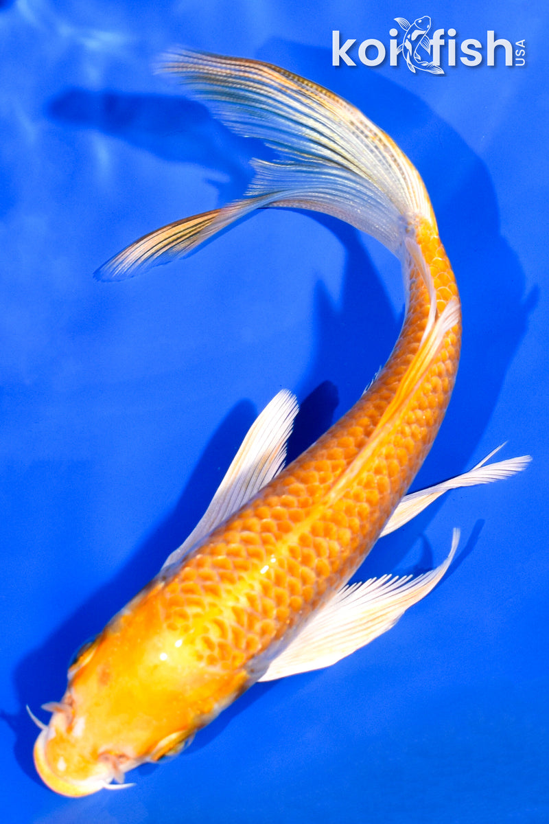 6" HARIWAKE BUTTERFLY