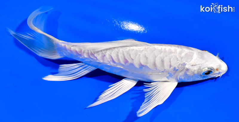 5.75" DOITSU PLATINUM OGON BUTTERFLY