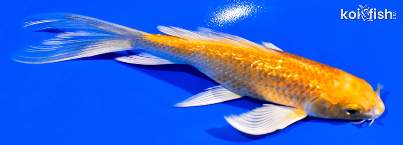 5.75" GINRIN YAMABUKI OGON BUTTERFLY