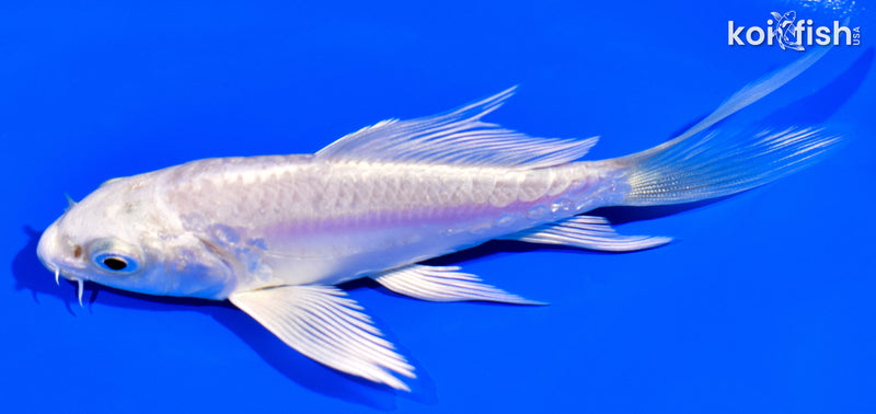 4.25" DOITSU PLATINUM OGON BUTTERFLY