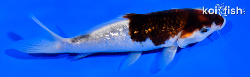 5" GINRIN GOROMO