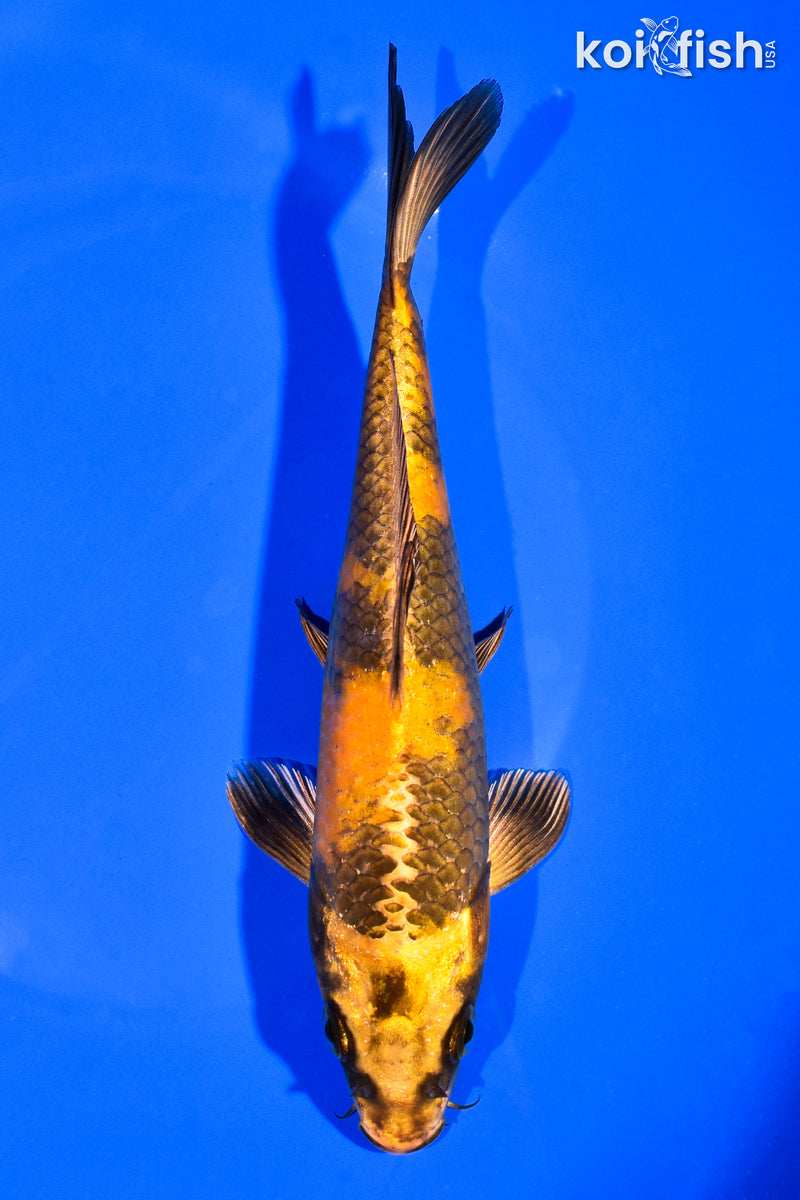 7.5" KIN HI UTSURI