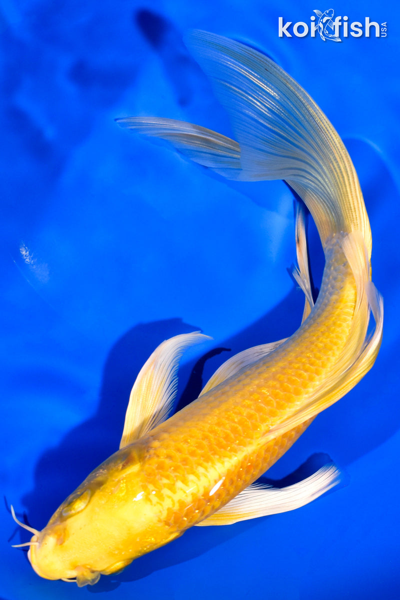7.75" YAMABUKI OGON BUTTERFLY