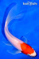 6.5" KOHAKU BUTTERFLY