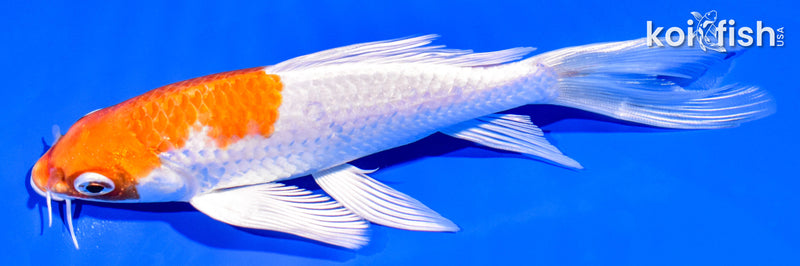 6.25" HARIWAKE BUTTERFLY