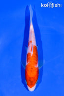 5.75" ARAGOKE KOHAKU