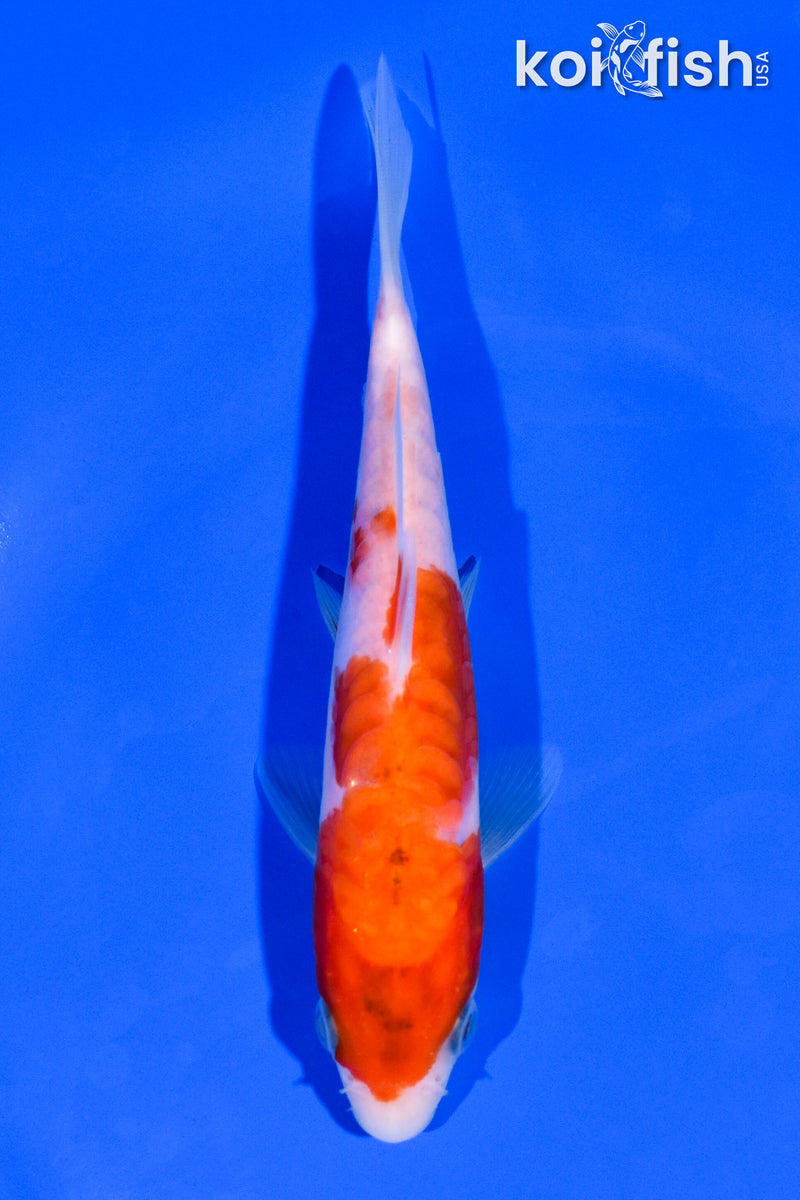 5.75" ARAGOKE KOHAKU