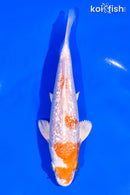 6.75" GINRIN HARIWAKE