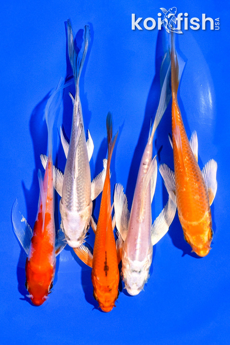 PACK OF (5) 4-5" BUTTERFLY KOI