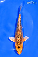 6" GINRIN ORENJI MATSUBA