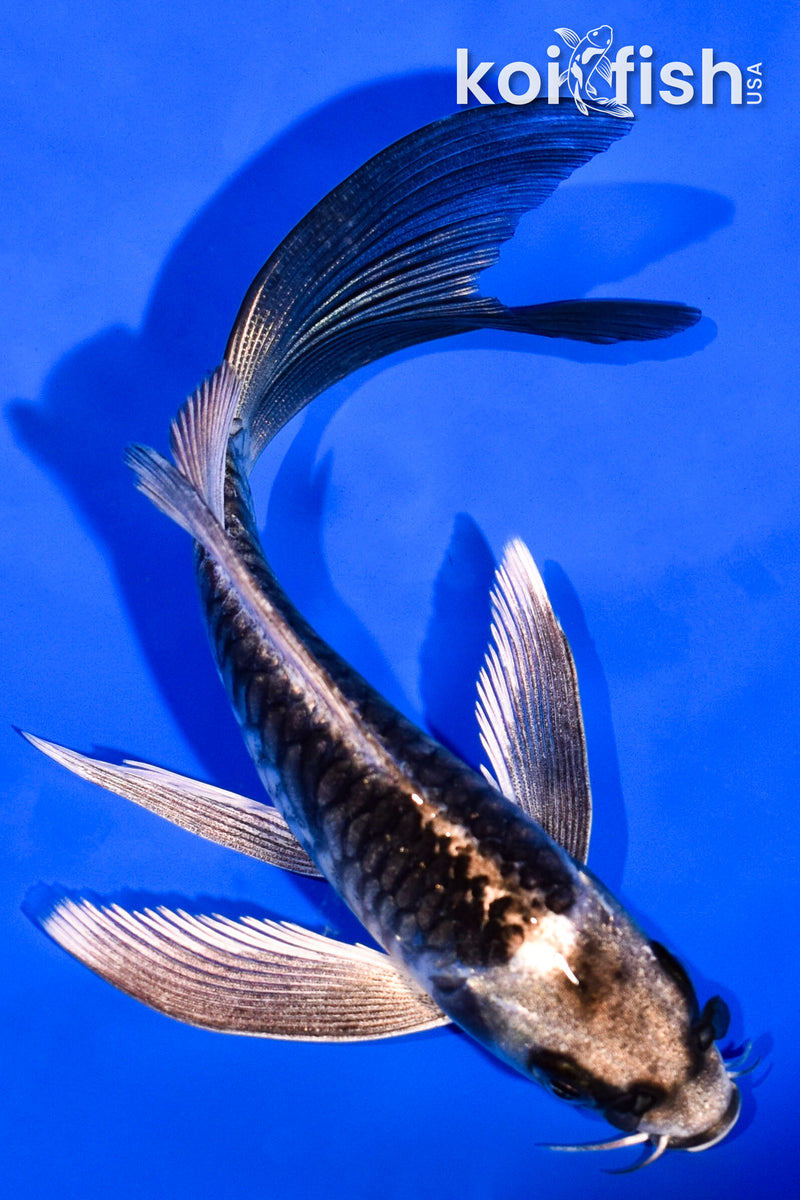 5.25" ARAGOKE KIKOKURYU BUTTERFLY