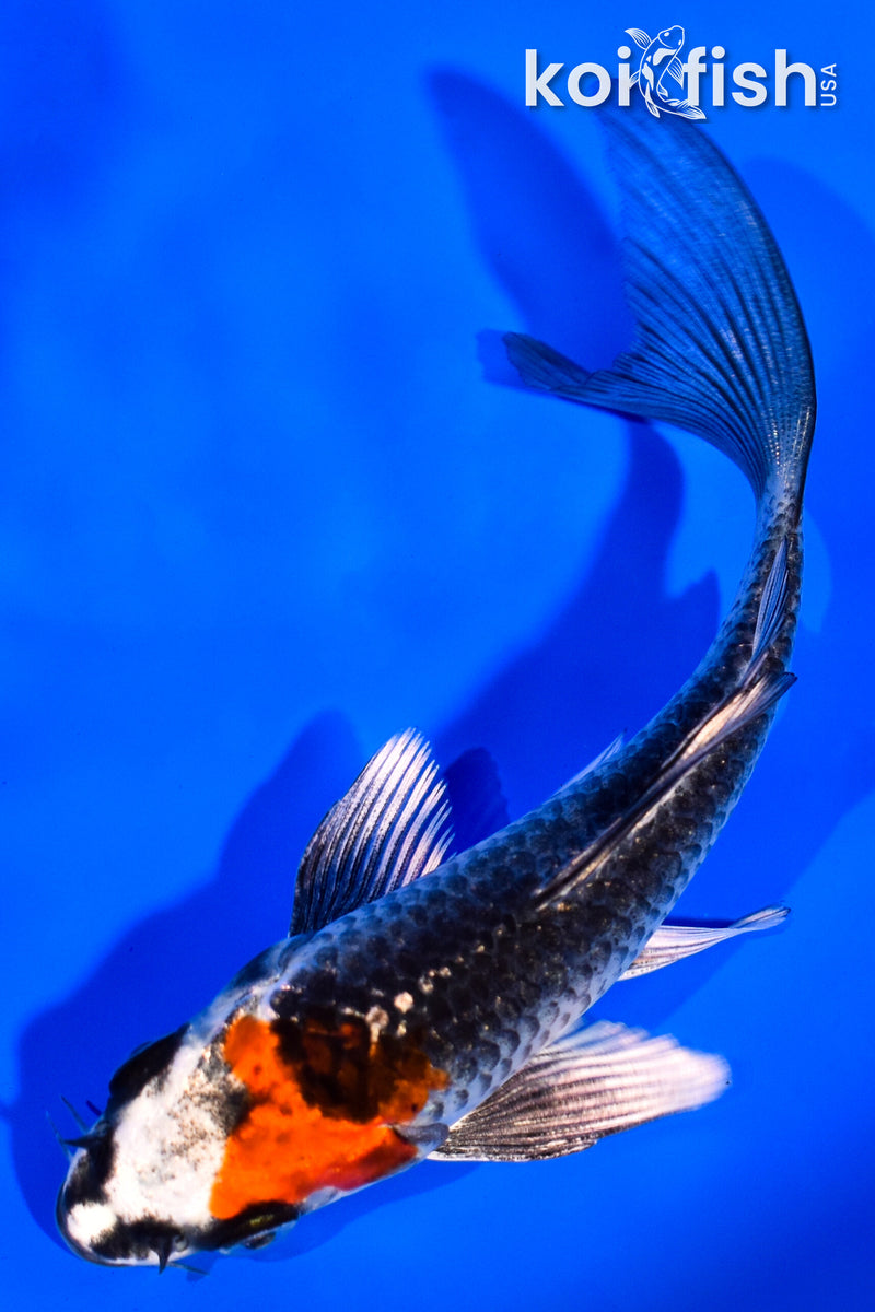 4.5" KUJAKU BUTTERFLY